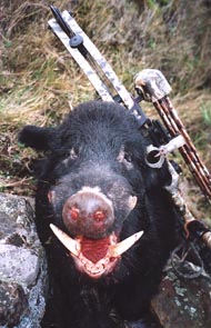 boar2.jpg
