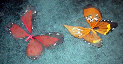 butterflys.jpg